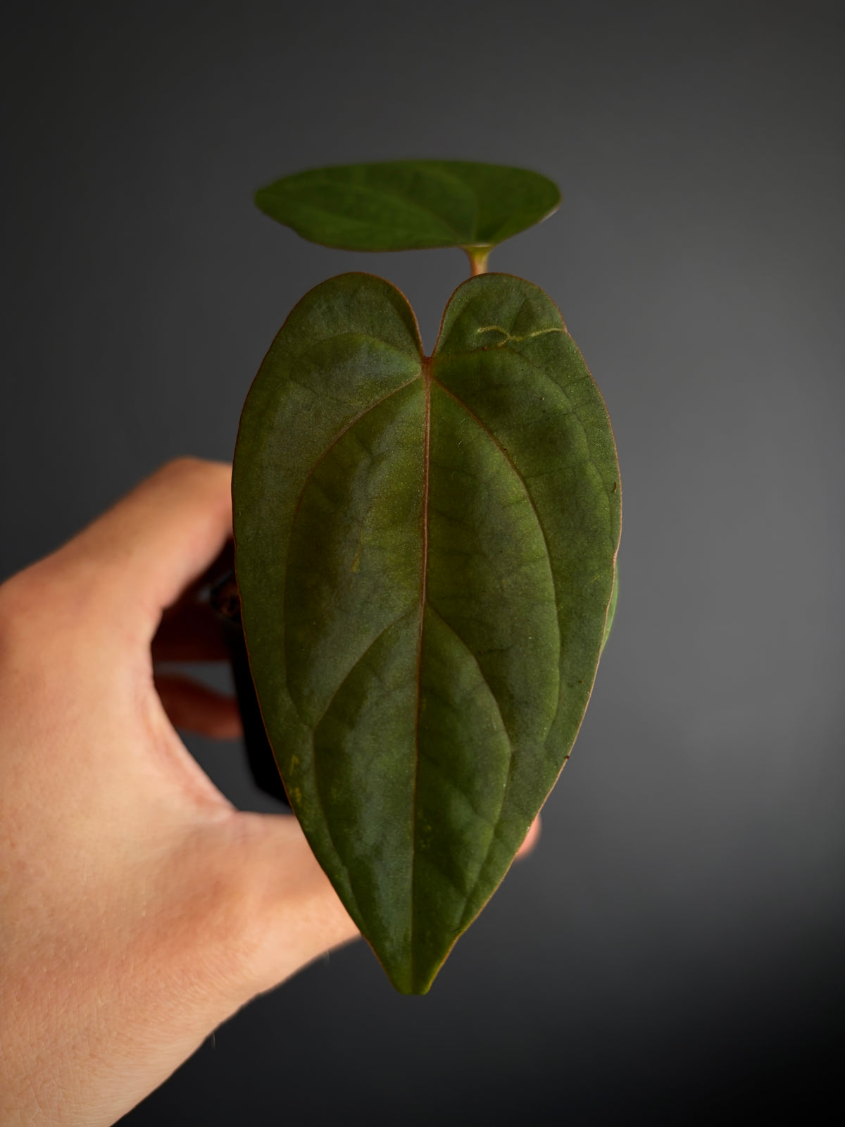 Anthurium NoID 'Code Red' x Papillilaminum A+ | 6 cm pot