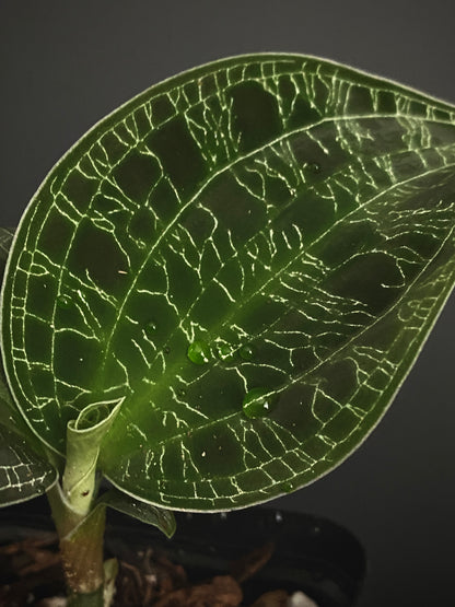 Macodes Petola [dark/wild form] - Jewel Orchid | 7 cm pot