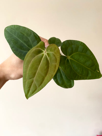Anthurium Carlablackiae (OG5xRA4) X RVDP | 7 cm pot