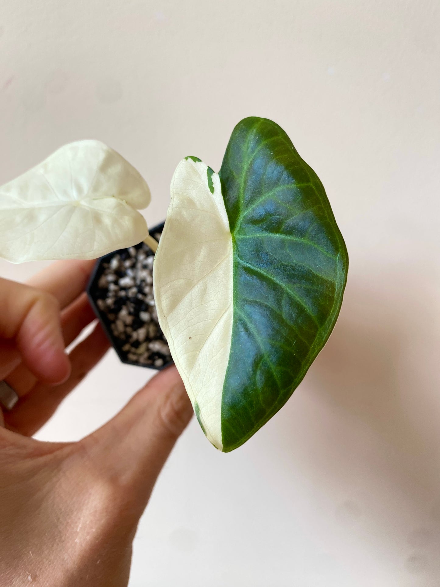 Alocasia Regal Sheilds albo variegated | 5 cm pot [A]