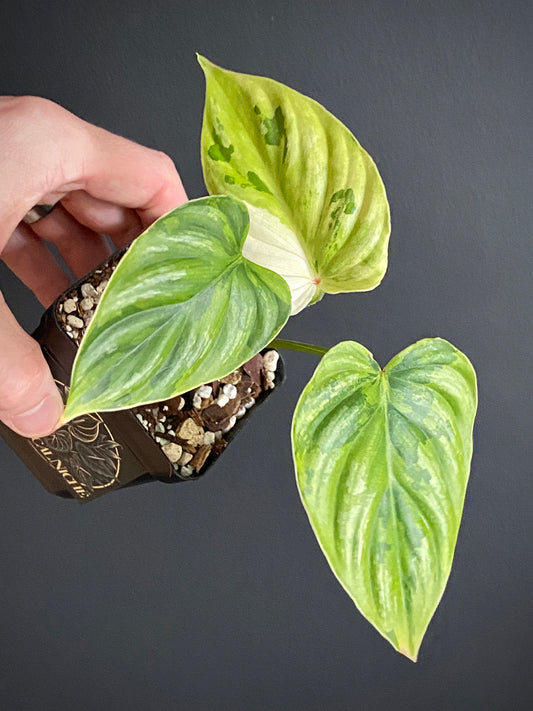 Philodendron Plowmanii variegata | 7 cm pot