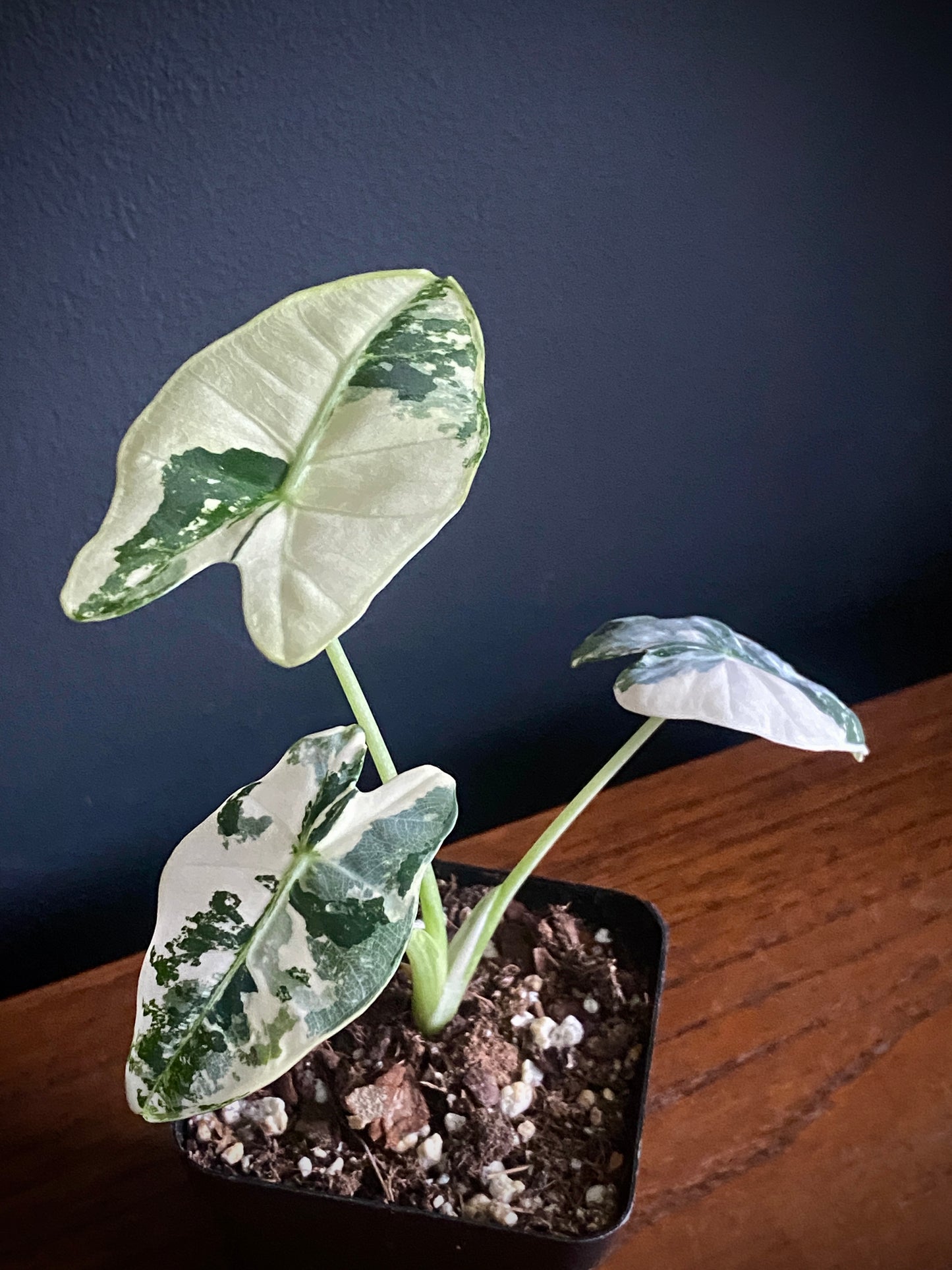 Alocasia Frydek Albo variegated | 7 cm pot