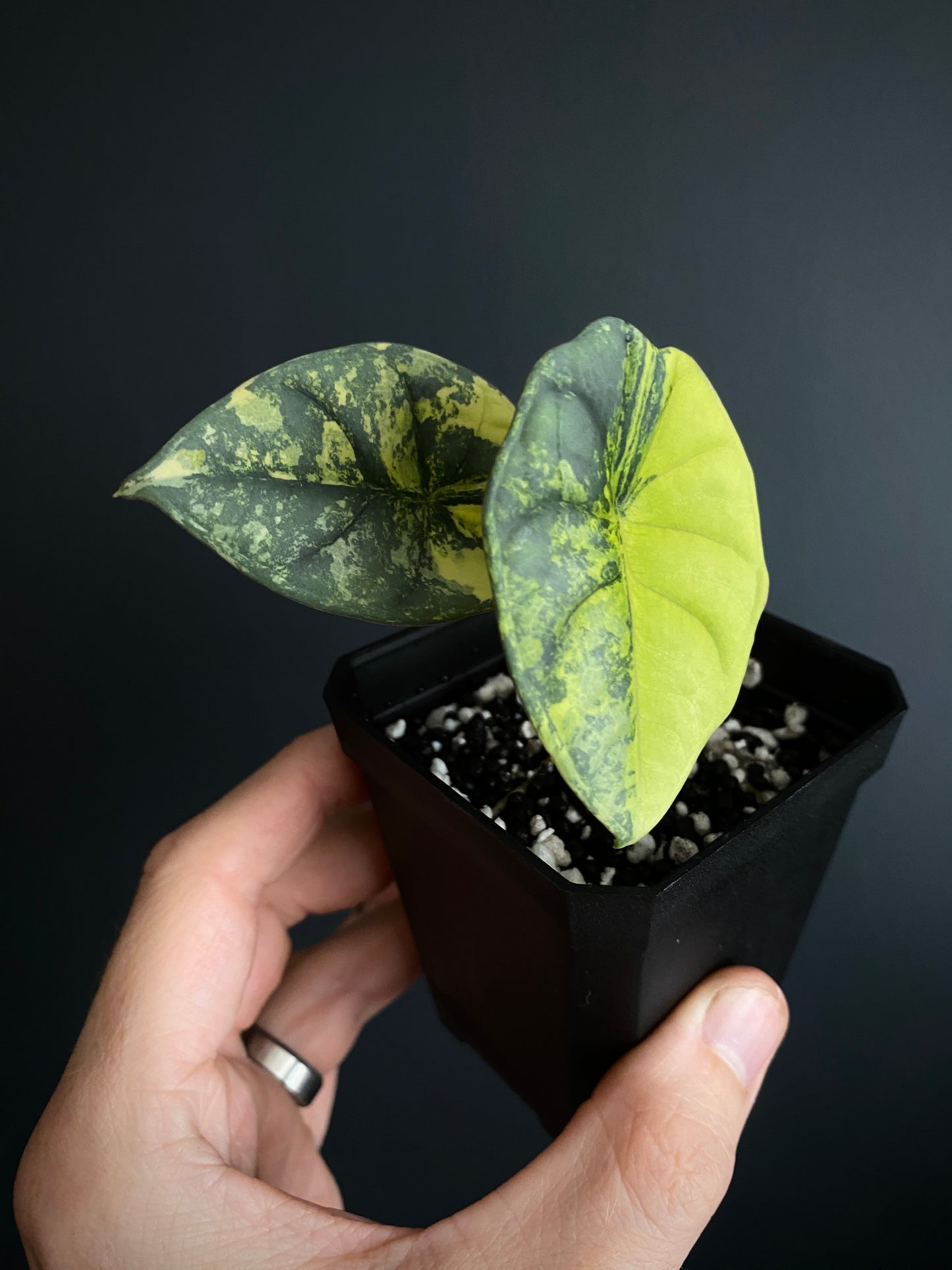 Alocasia Nebula aurea | 7 cm pot