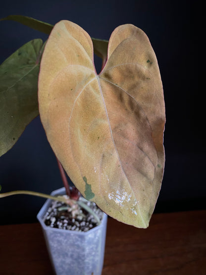 Anthurium Blue Papillilaminum hybrid mint variegated | 7 cm pot