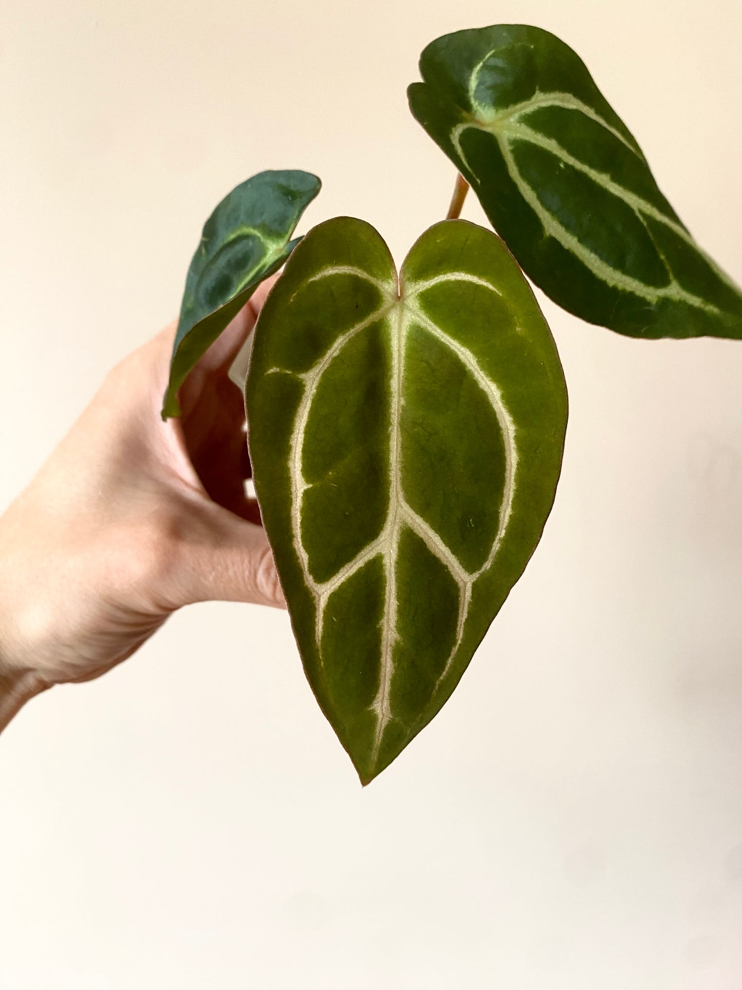 Anthurium Carlablackiae | 7 cm pot