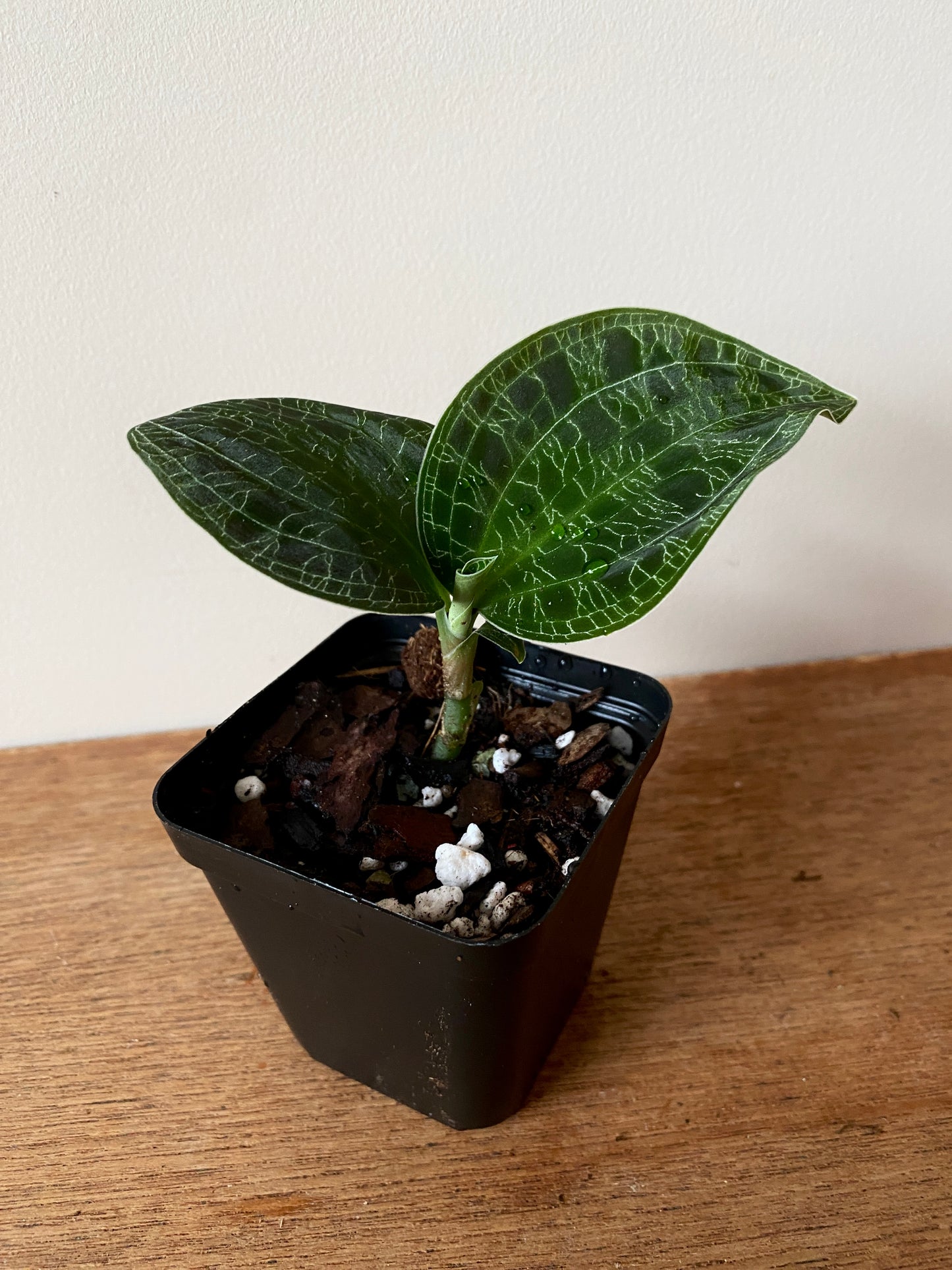Macodes Petola [dark/wild form] - Jewel Orchid | 7 cm pot