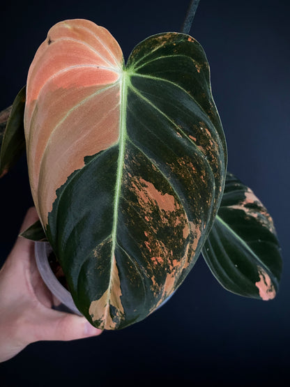 Philodendron Melanochrysum Orange variegata | 12 cm pot [B]