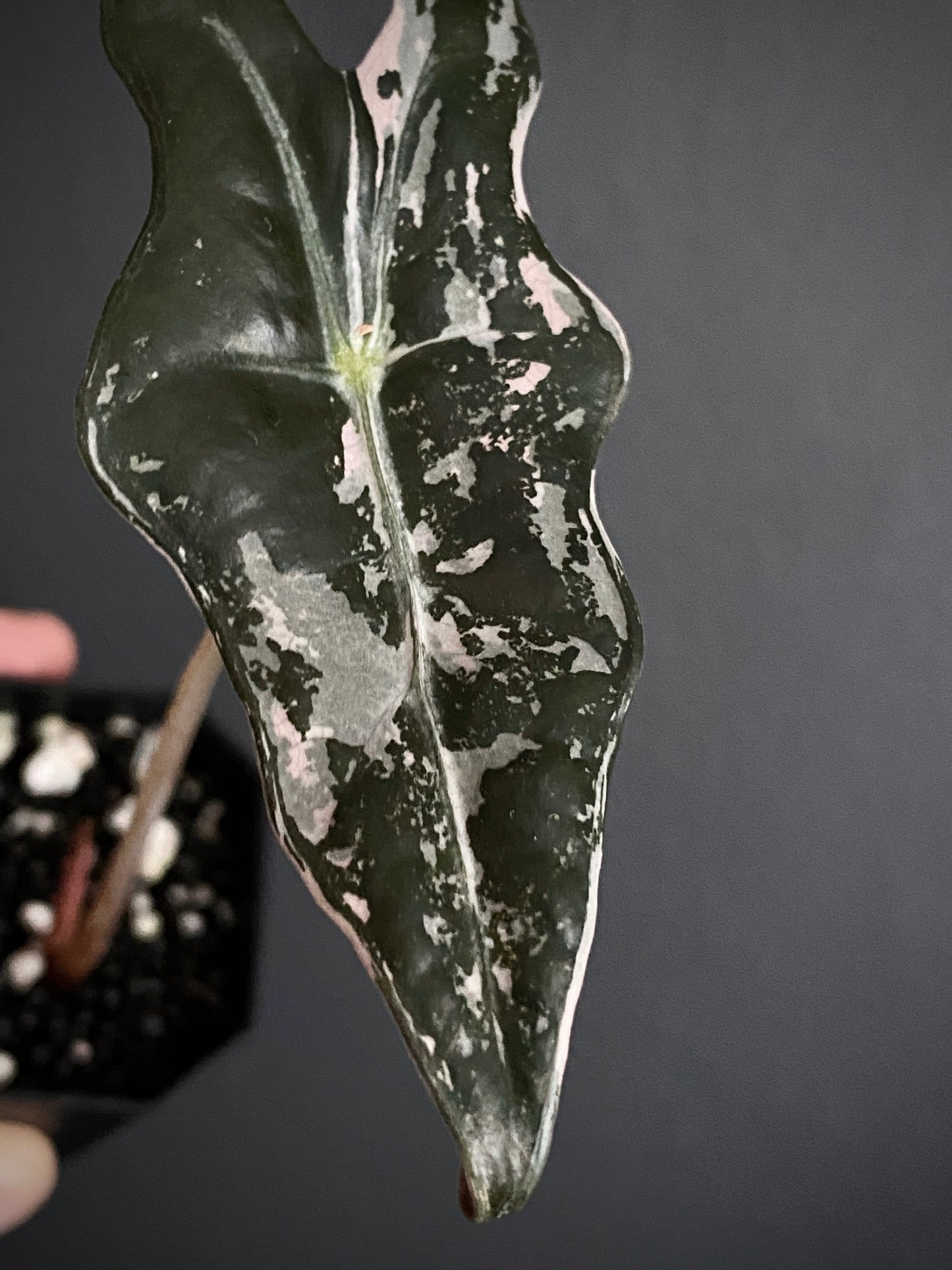 Alocasia Nobilis Pink variegata | 5 cm pot