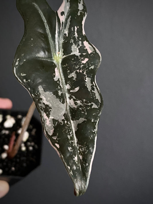Alocasia Nobilis Pink variegata | 5 cm pot