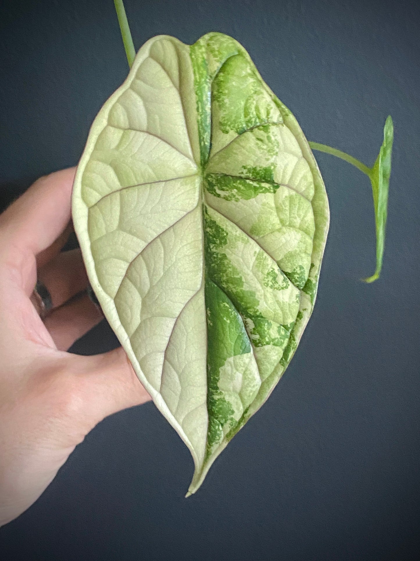 Alocasia Dragonscale Albo variegata | 7 cm pot (B)