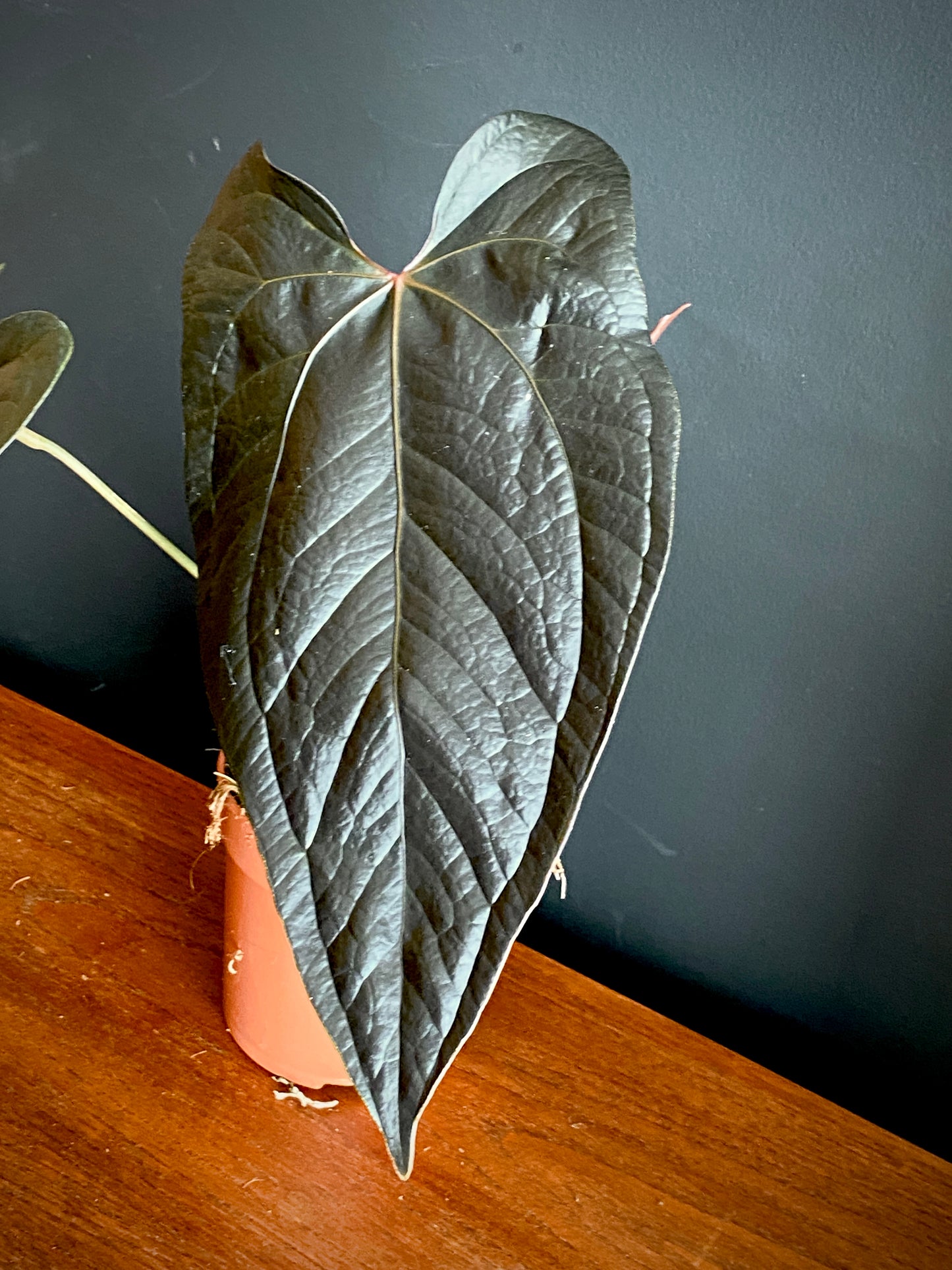 Anthurium Queen of Hearts | 12 cm pot (C)