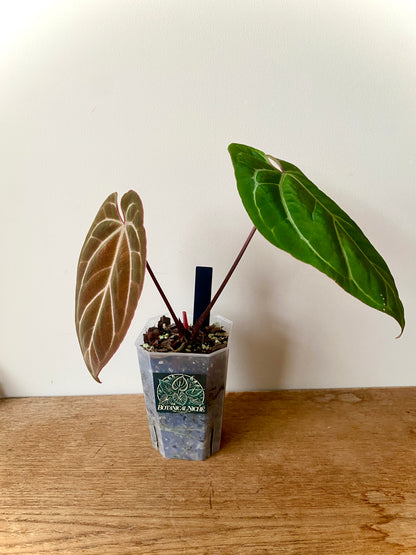 Anthurium Besseae X Magnificum | 9 cm pot