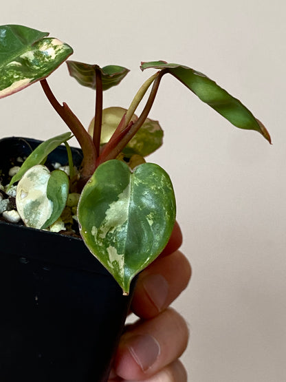Philodendron Billietiae variegated | 7 cm pot