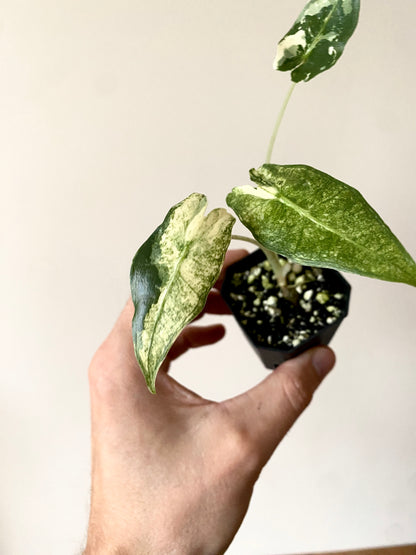 Alocasia Sarian Albo | 5 cm pot