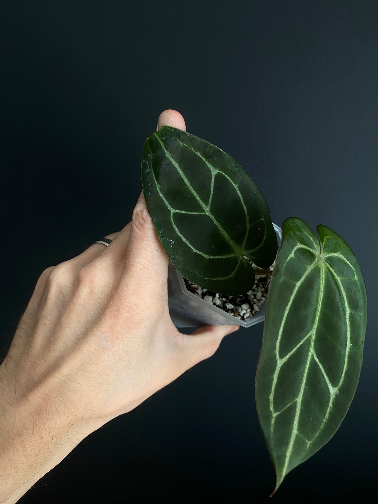 Anthurium Dark Web X Carlablackiae 'Marcella' | 7 cm pot