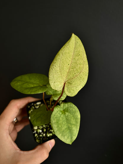 Anthurium Dark Phoenix mint variegated | 7 cm pot [B]