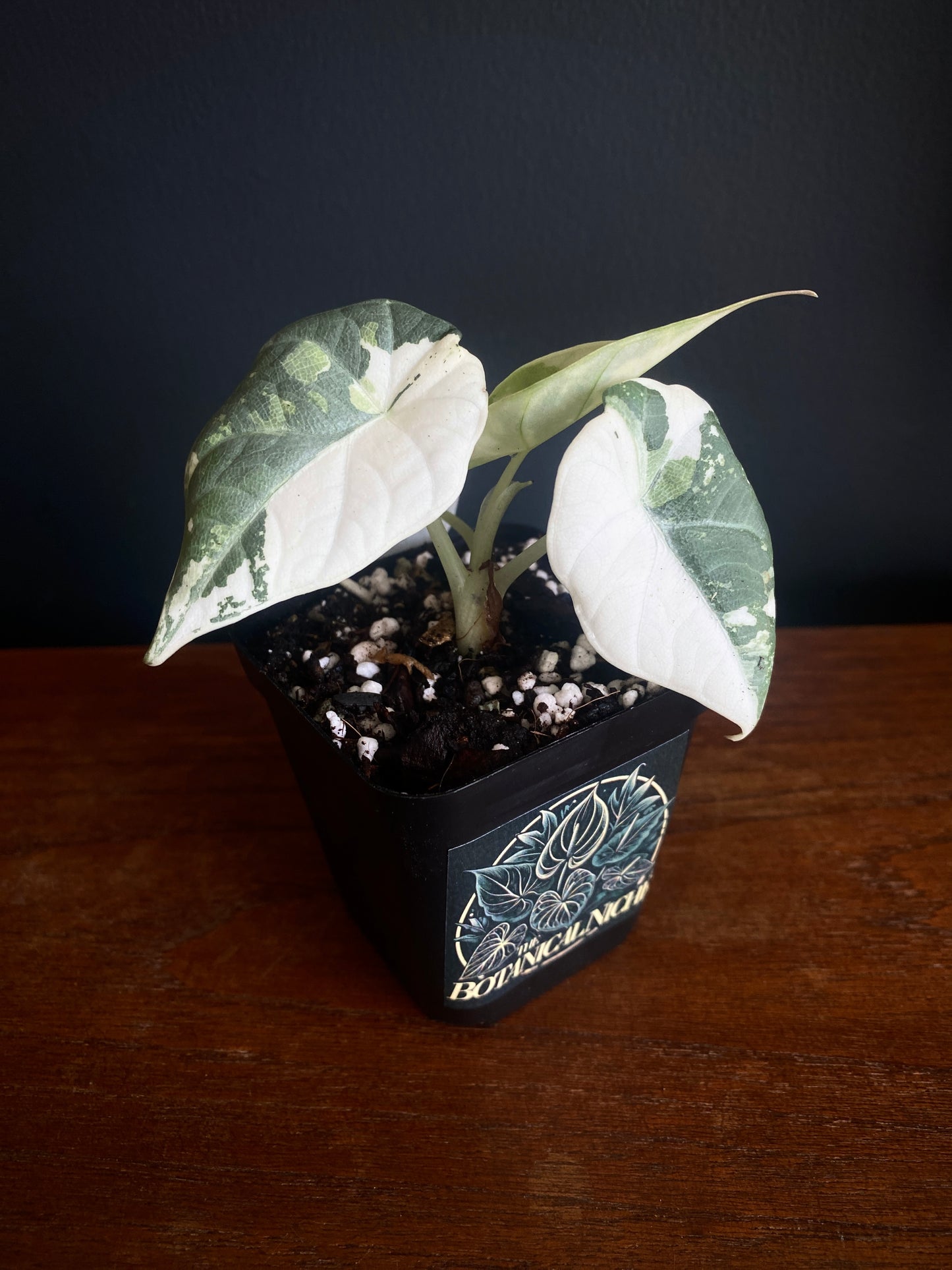 Alocasia Maharani albo variegated | 7 cm pot