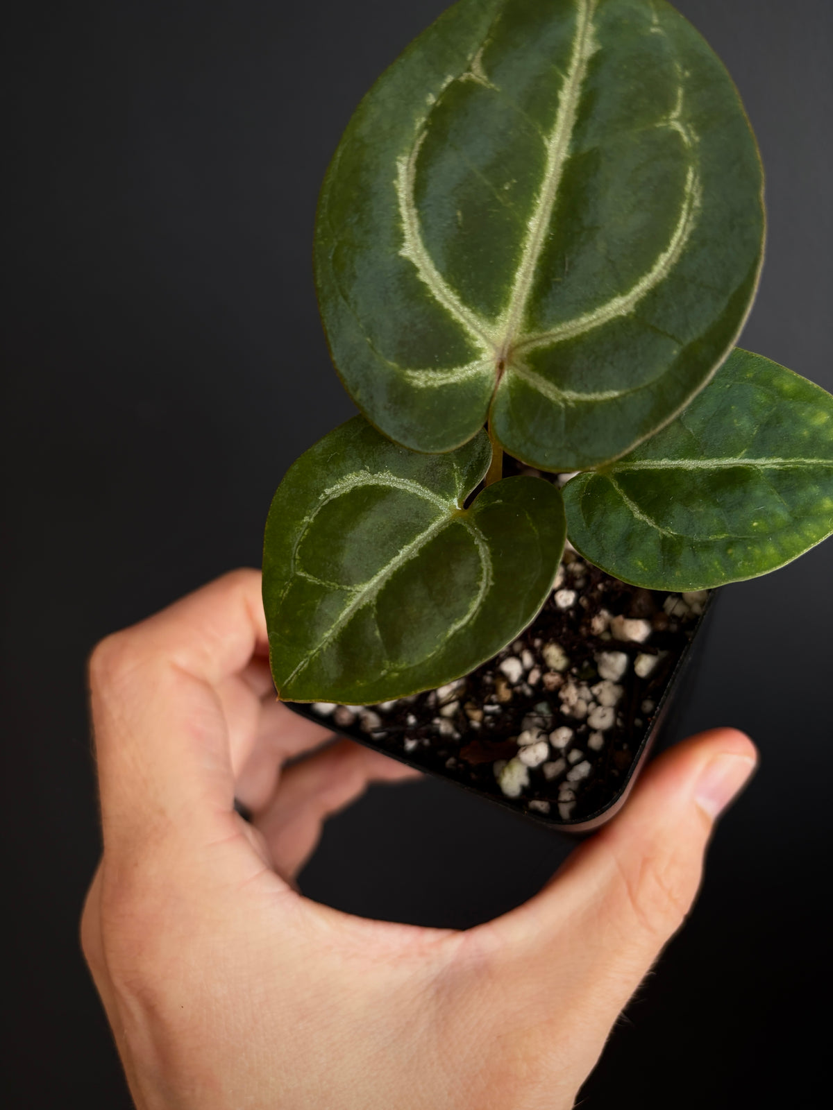 Anthurium Megatron X Black Venom (non-variegated) | 6 cm pot [A]