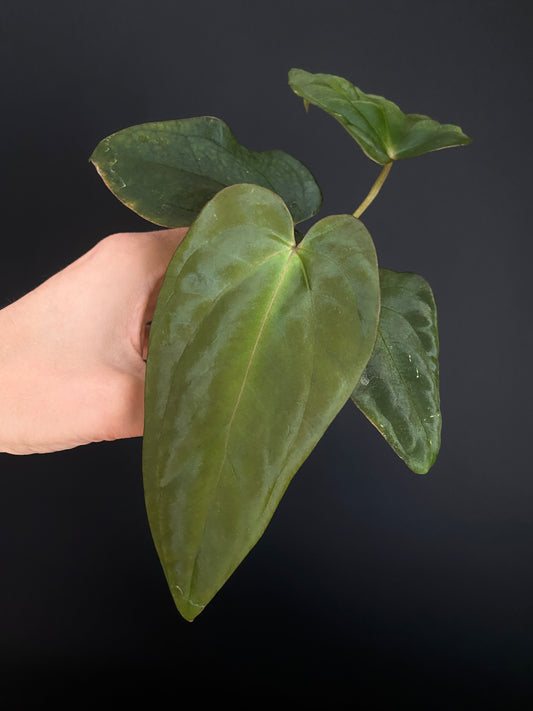 Anthurium Antolakii/BVEP (Scott x Tezula) | 7 cm pot