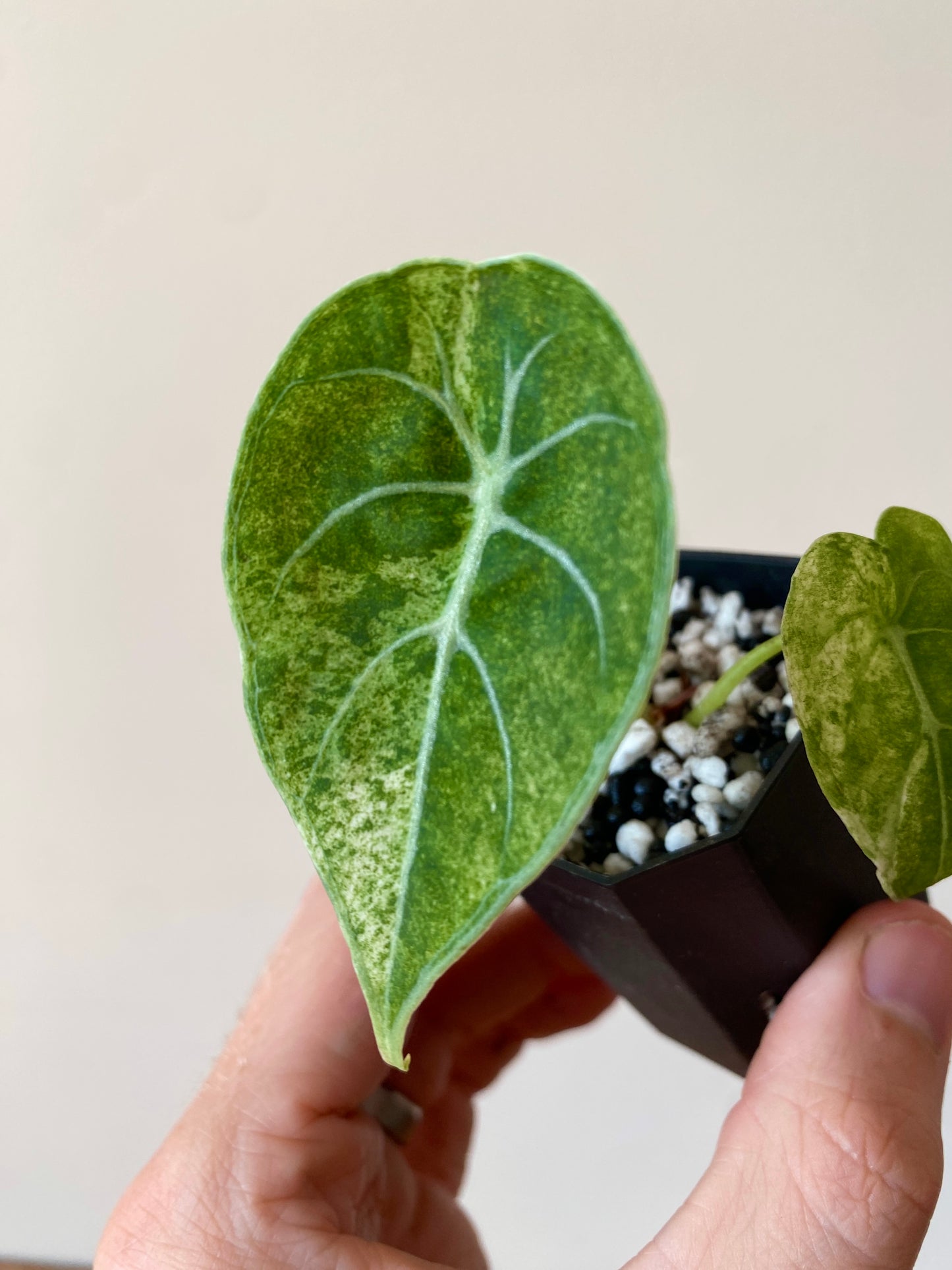 Alocasia Watsoniana doff albo/pink variegated | 5 cm pot [A]