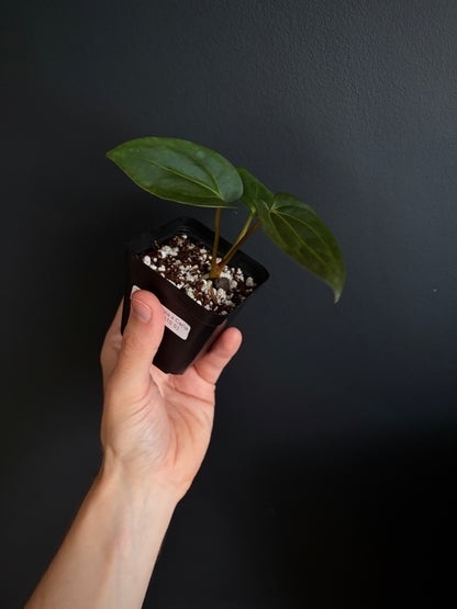 Anthurium (Guna Yala x Carlablackiae) X Carlablackiae RA10 S1 | 6 cm pot [A]