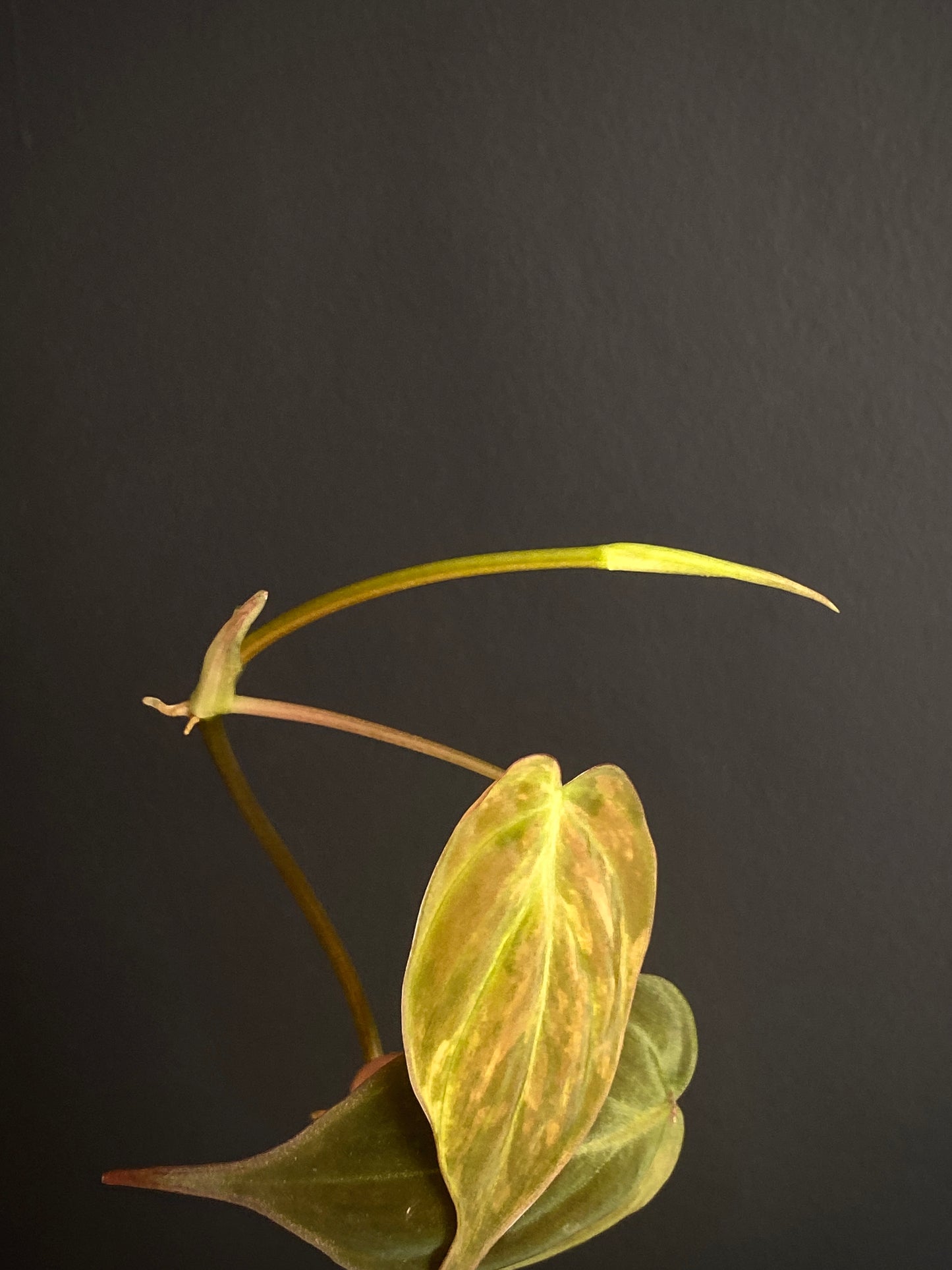 Philodendron Micans variegata | 7 cm pot [A]