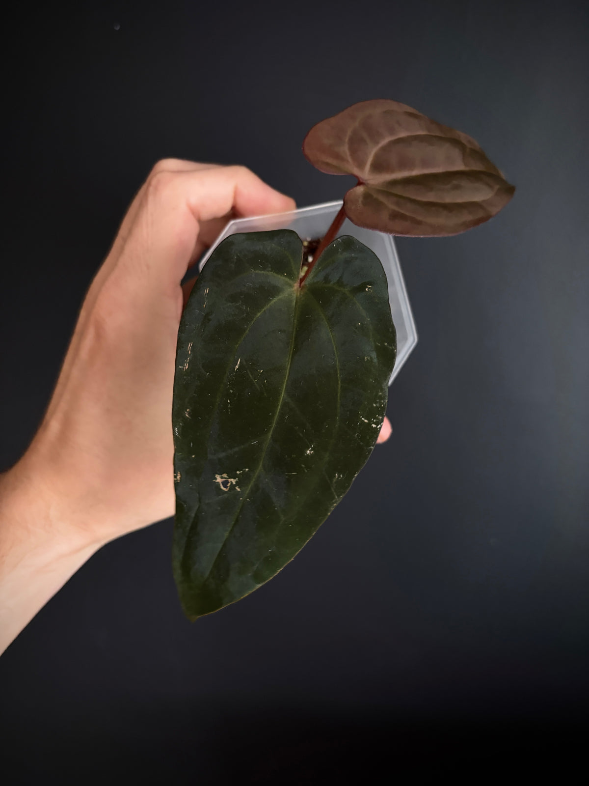 Anthurium (DressCarla x BVEP) X (Carlablackiae x Papillilaminum) | 7 cm pot [A]