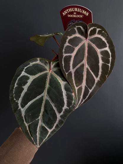 Anthurium DocBlock Michelle | 9 cm pot [A]