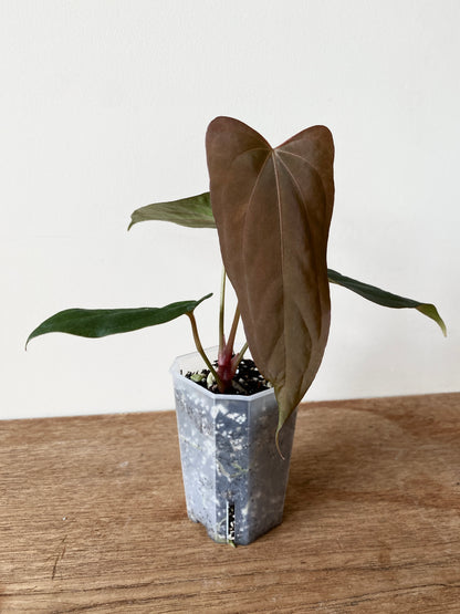Anthurium Golden Eagle X BVEP (R.FxF) | 7 cm pot [select - dark]