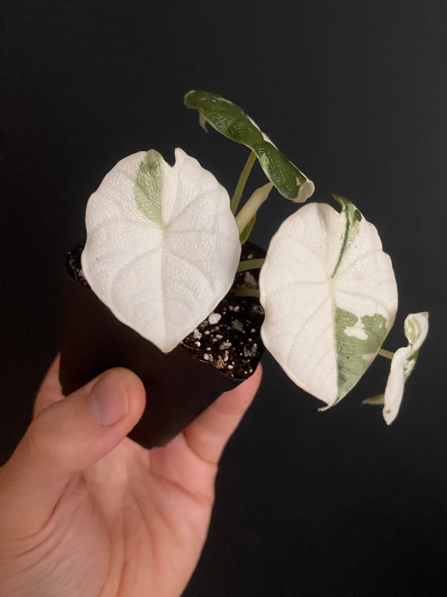 Alocasia Melo Albo variegata | 6 cm pot