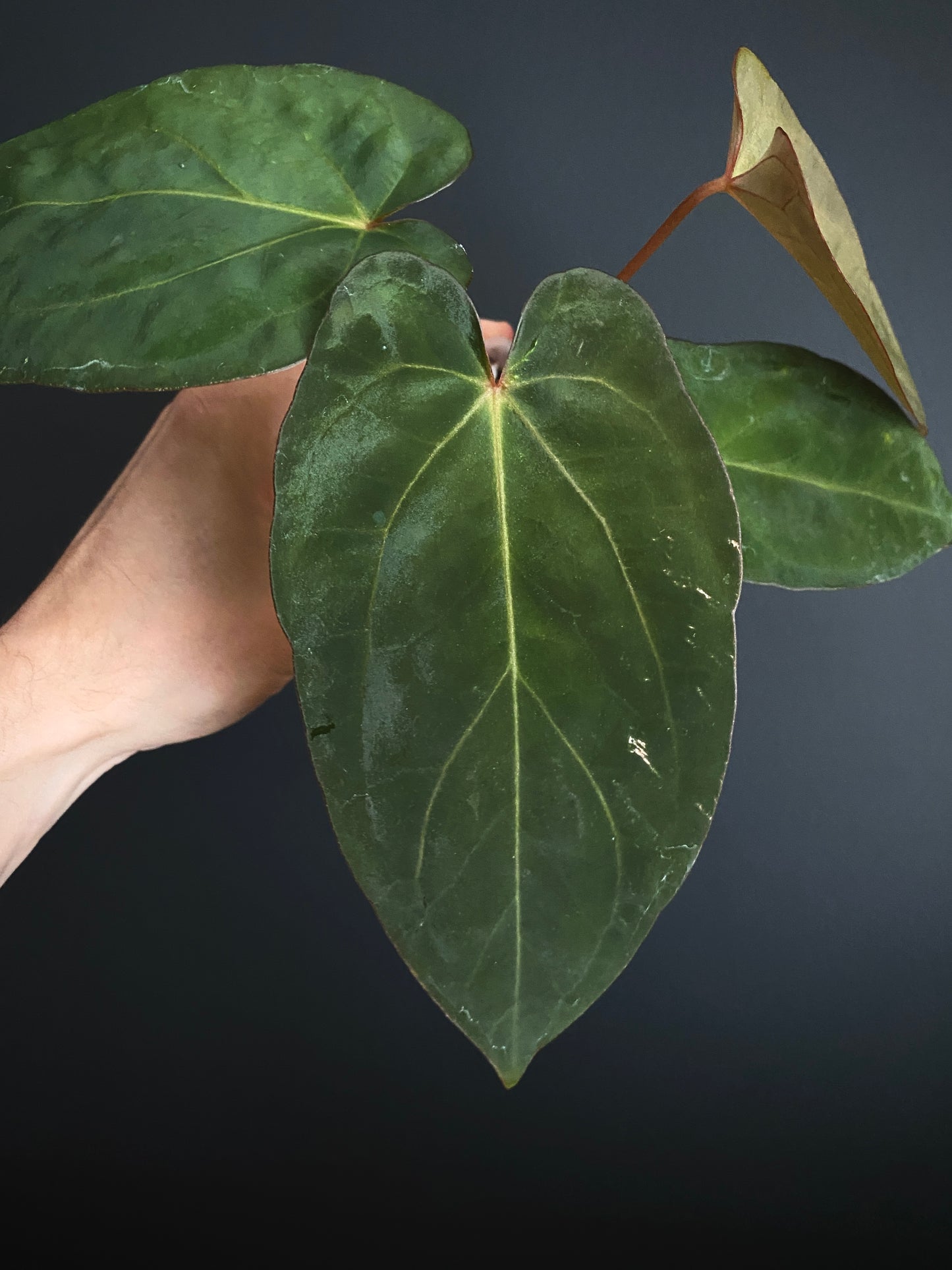 Anthurium (DoraBVEP x RLFS) X BVEP (Round x RA1) | 7 cm pot