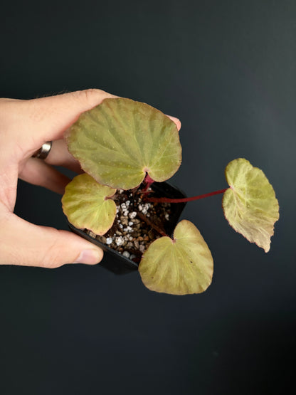 Begonia Ozotothrix | 6 cm pot [B]