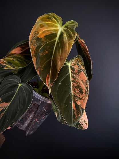 Philodendron Melanochrysum Orange variegata | 12 cm pot [A]