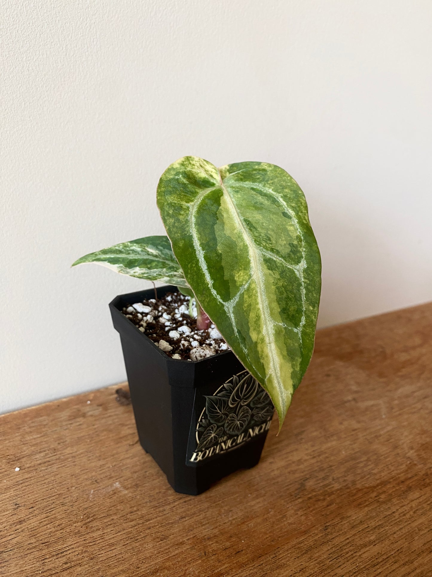 Anthurium Pap.Crystal var X Tezula Red Crystallinum | 7 cm pot [C]