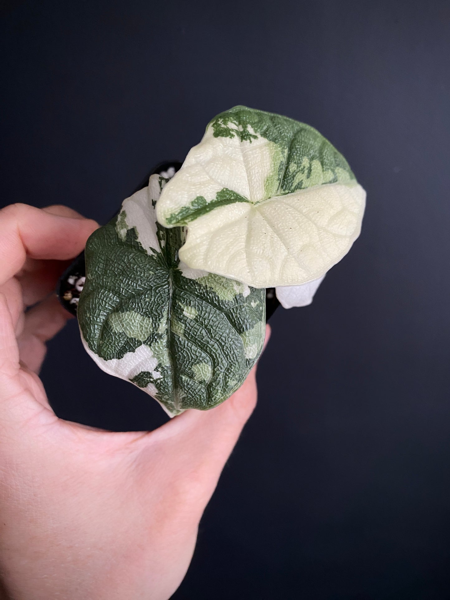 Alocasia Melo Albo variegata | 6 cm pot