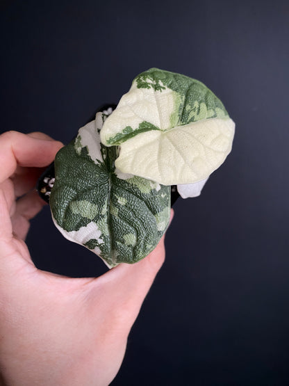 Alocasia Melo Albo variegata | 6 cm pot