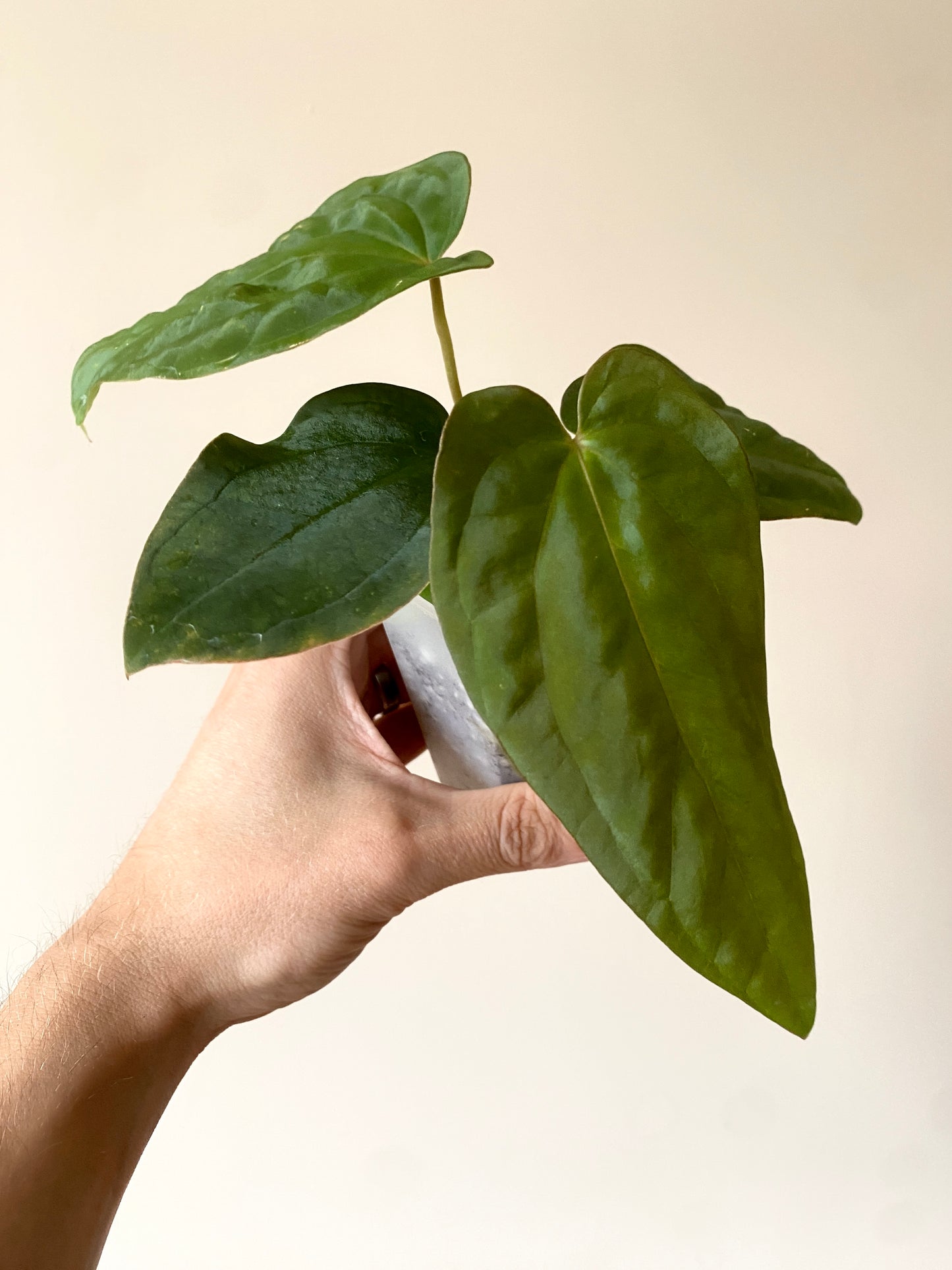 Anthurium Antolakii/BVEP (Scott x Tezula) | 7 cm pot