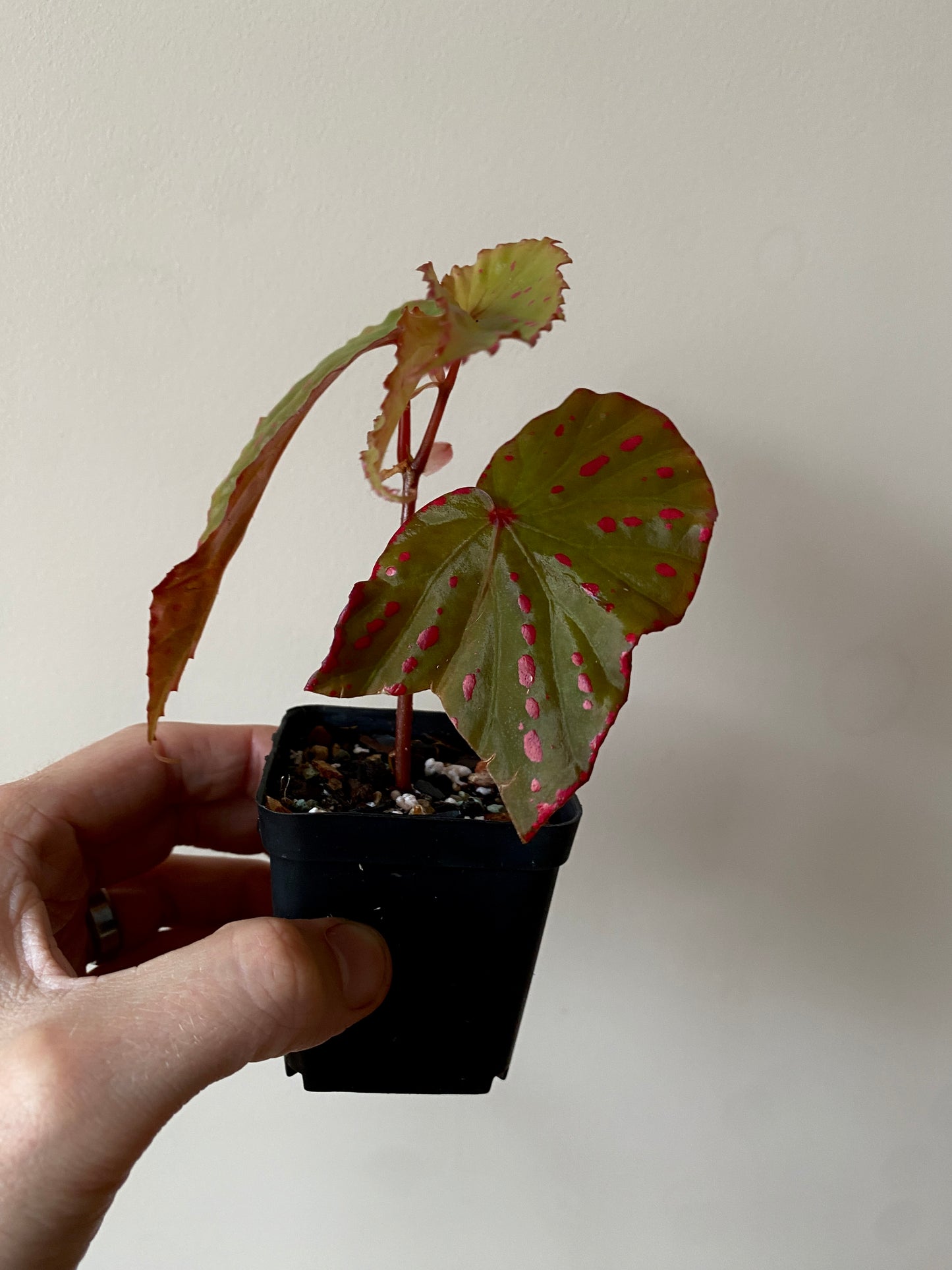 Begonia Negrosensis X Nothobaramensis | 6 cm pot [A]