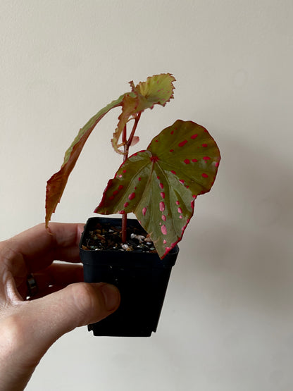 Begonia Negrosensis X Nothobaramensis | 6 cm pot [A]
