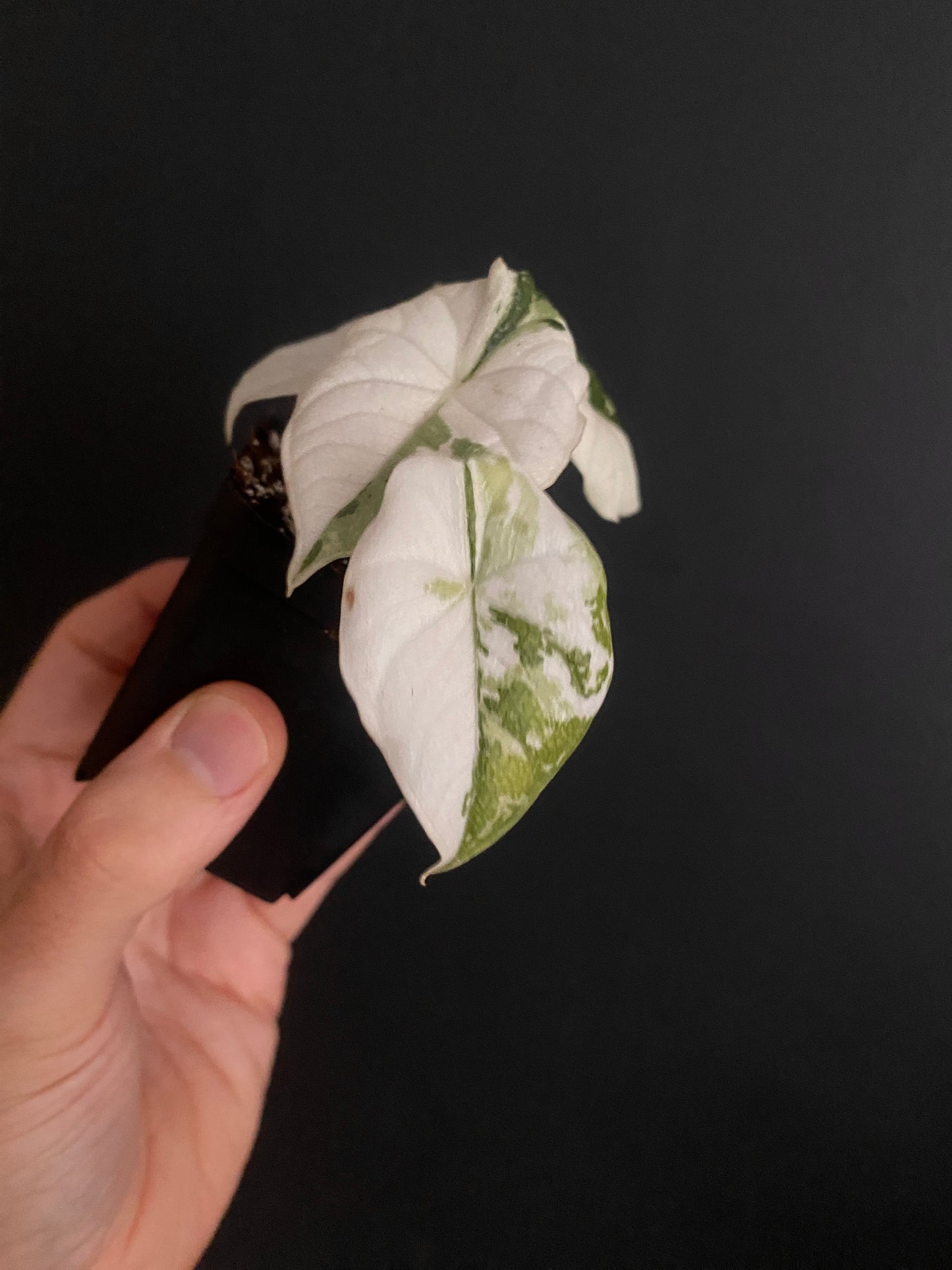 Alocasia Melo Albo variegata | 6 cm pot
