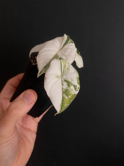 Alocasia Melo Albo variegata | 6 cm pot