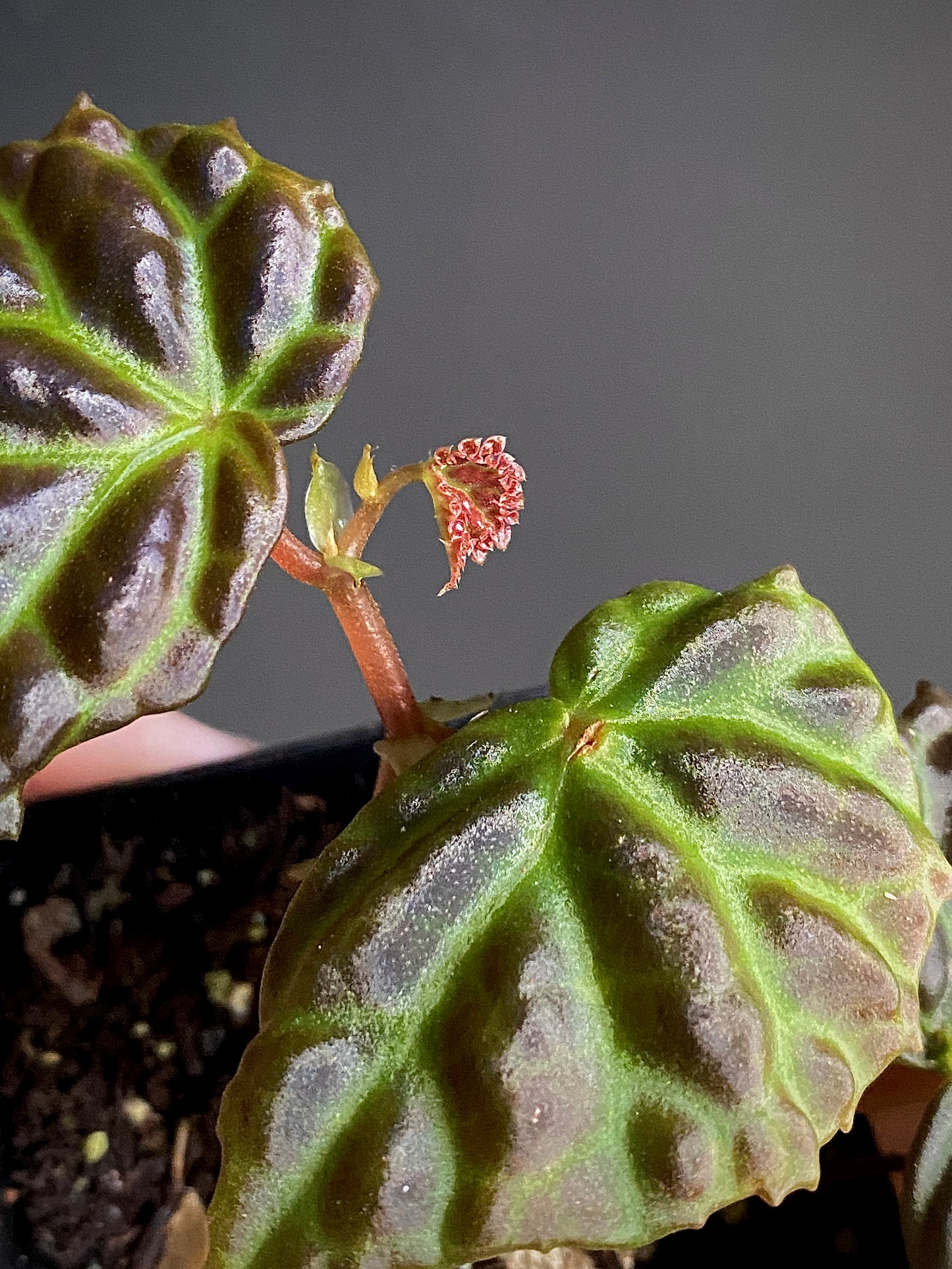 Begonia Dracopelta X Sarawak | 6 cm pot [B]