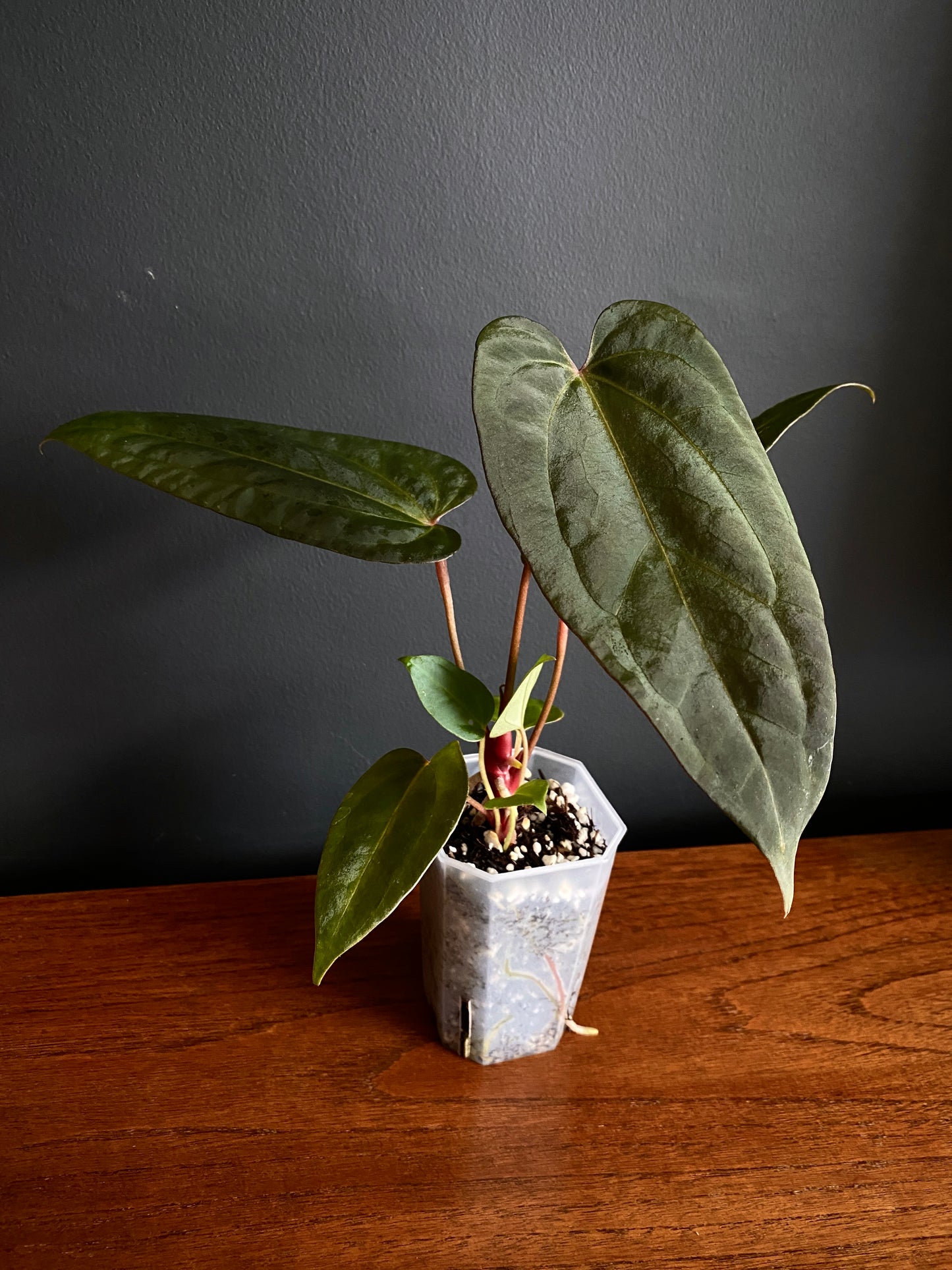 Anthurium Papillilaminum x DocBlock Red Crystal X long NoID | 7 cm pot