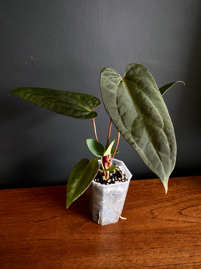 Anthurium Papillilaminum x DocBlock Red Crystal X long NoID | 7 cm pot