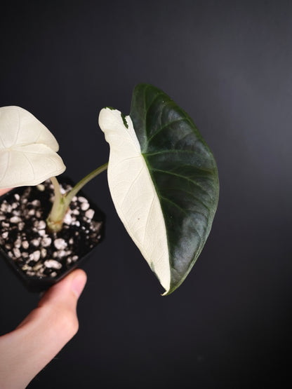 Alocasia Regal Sheilds albo variegated | 5 cm pot [A]