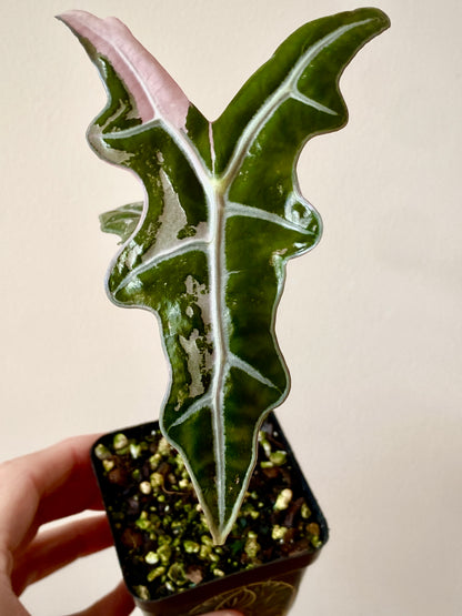 Alocasia Nobilis Pink variegata | 7 cm pot
