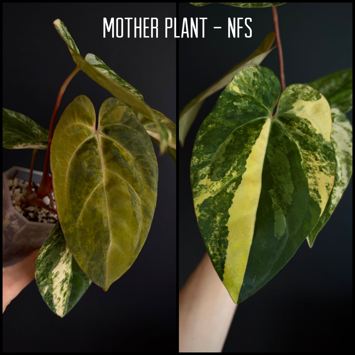 Anthurium Papillilaminum Hb variegated X Carlablackiae | 7 cm pot [clone]