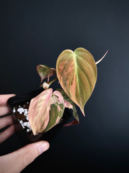 Philodendron Micans variegata | 7 cm pot [B]