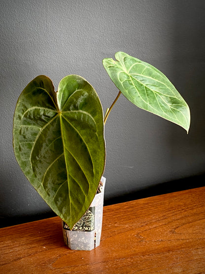 Anthurium Magnificum X Forgetii | 7 cm pot