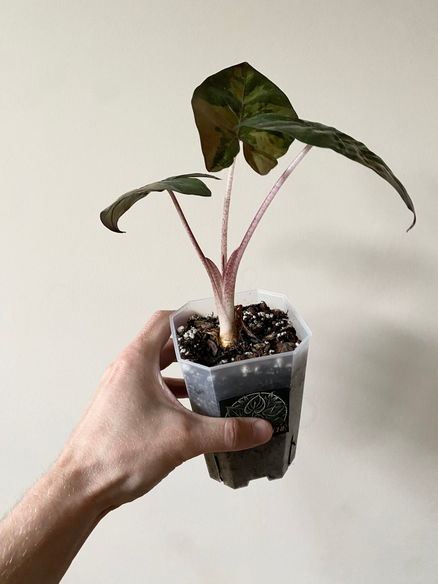 Alocasia Yucatan Princess variegated | 9 cm pot